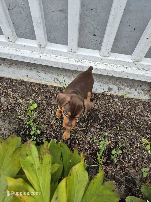 Molly – Miniature Pinscher puppy for sale in Leland, NC