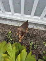 Molly, a female Miniature Pinscher for sale in Leland, NC – 1 of 2