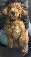 Franklin, a male Miniature Goldendoodle for sale in Las Vegas, NV – 4 of 4