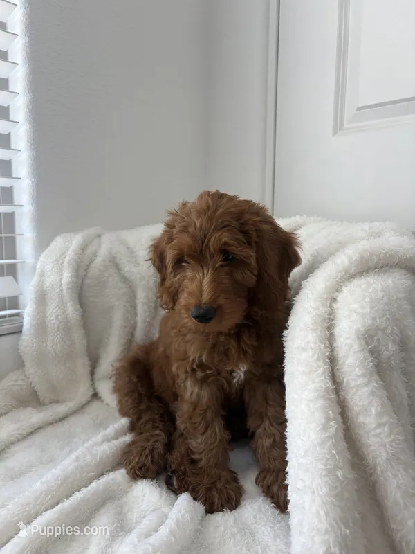 Franklin – Miniature Goldendoodle puppy for sale in Las Vegas, NV