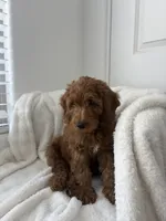 Franklin, a male Miniature Goldendoodle for sale in Las Vegas, NV – 1 of 4