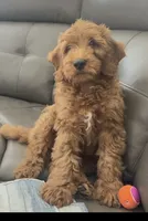 Franklin, a male Miniature Goldendoodle for sale in Las Vegas, NV – 3 of 4