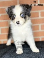 Ivy, a female Australian Shepherd for sale in Climax, NC – 5 of 10