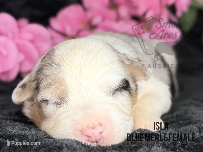 Isla – Australian Shepherd puppy for sale in Climax, NC