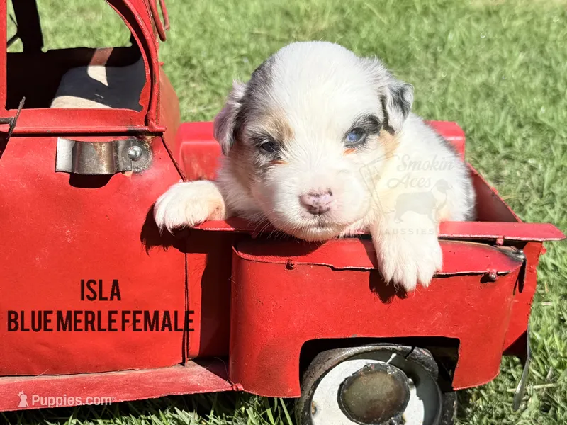 Isla – Australian Shepherd puppy for sale in Climax, NC