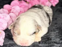 Isla, a female Australian Shepherd for sale in Climax, NC – 2 of 2