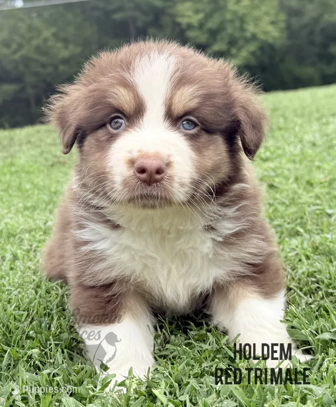 Holdem – Australian Shepherd puppy for sale in Climax, NC
