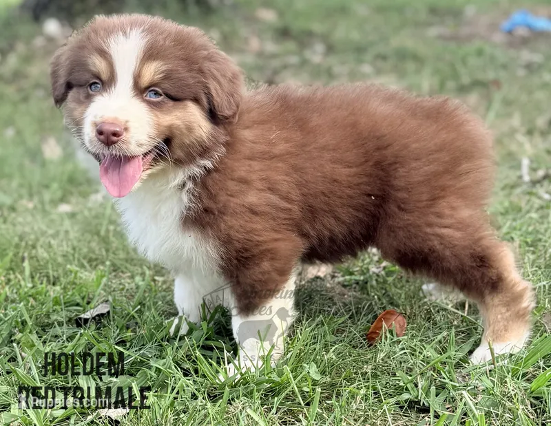 Holdem – Australian Shepherd puppy for sale in Climax, NC