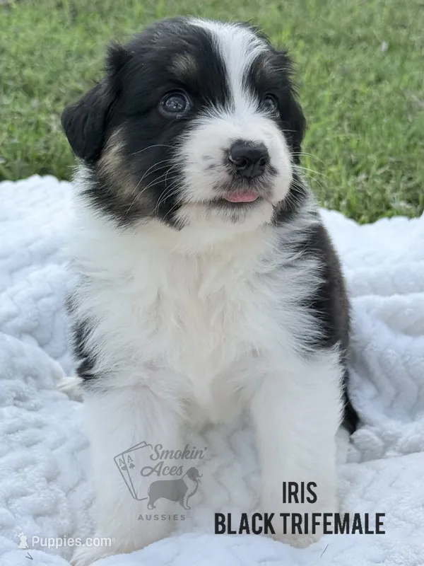 Iris – Australian Shepherd puppy for sale in Climax, NC