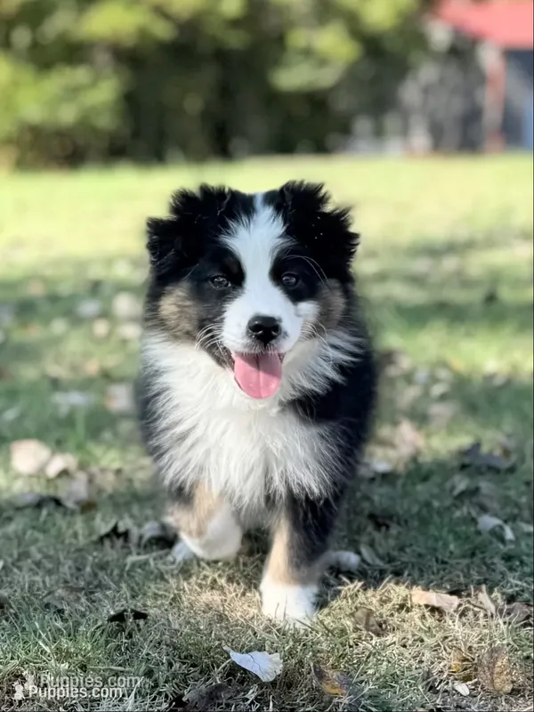 Iris – Australian Shepherd puppy for sale in Climax, NC