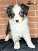 Ivy, a female Australian Shepherd for sale in Climax, NC – 6 of 10