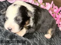 Ivory, a female Australian Shepherd for sale in Climax, NC – 2 of 3