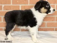 Iggy, a male Australian Shepherd for sale in Climax, NC – 2 of 10