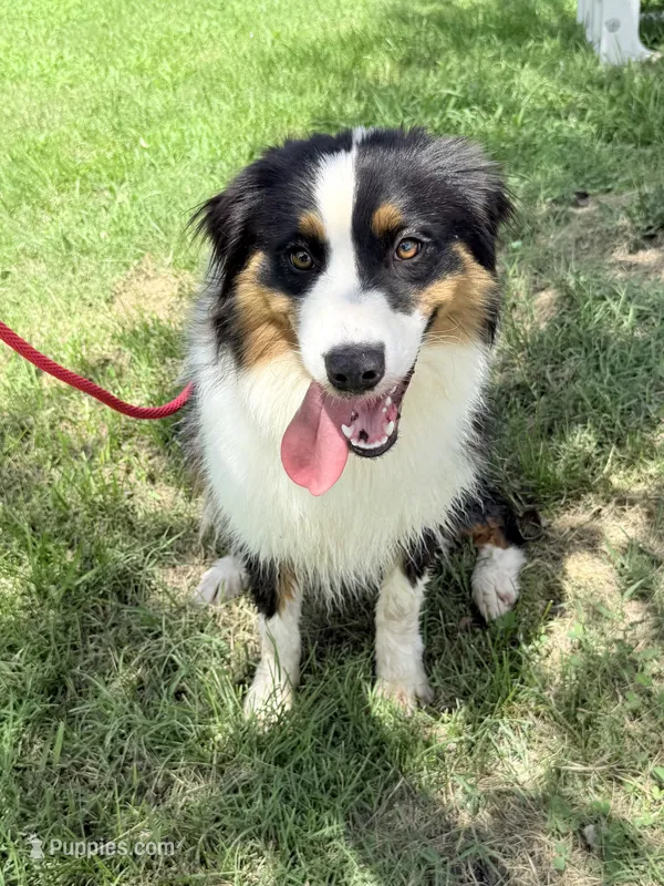 Jinora  – Australian Shepherd puppy for sale in Climax, NC
