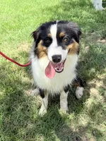 Jinora , a female Australian Shepherd for sale in Climax, NC – 1 of 1