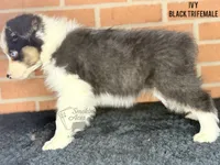 Ivy, a female Australian Shepherd for sale in Climax, NC – 7 of 10