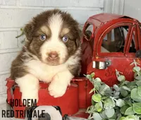 Holdem, a male Australian Shepherd for sale in Climax, NC – 2 of 2