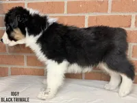 Iggy, a male Australian Shepherd for sale in Climax, NC – 3 of 10