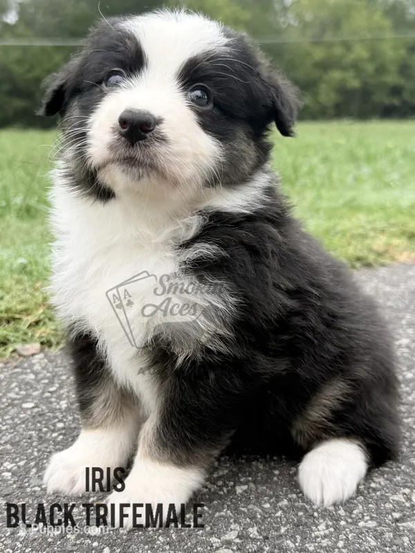 Iris – Australian Shepherd puppy for sale in Climax, NC