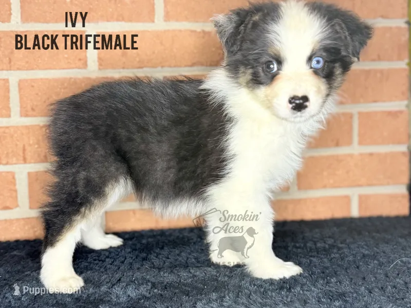 Ivy – Australian Shepherd puppy for sale in Climax, NC