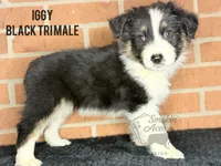 Iggy, a male Australian Shepherd for sale in Climax, NC – 4 of 10
