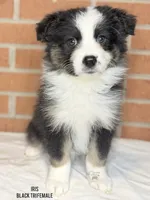 Iris, a female Australian Shepherd for sale in Climax, NC – 3 of 9