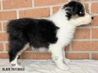 Ivy, a female Australian Shepherd for sale in Climax, NC – 2 of 10