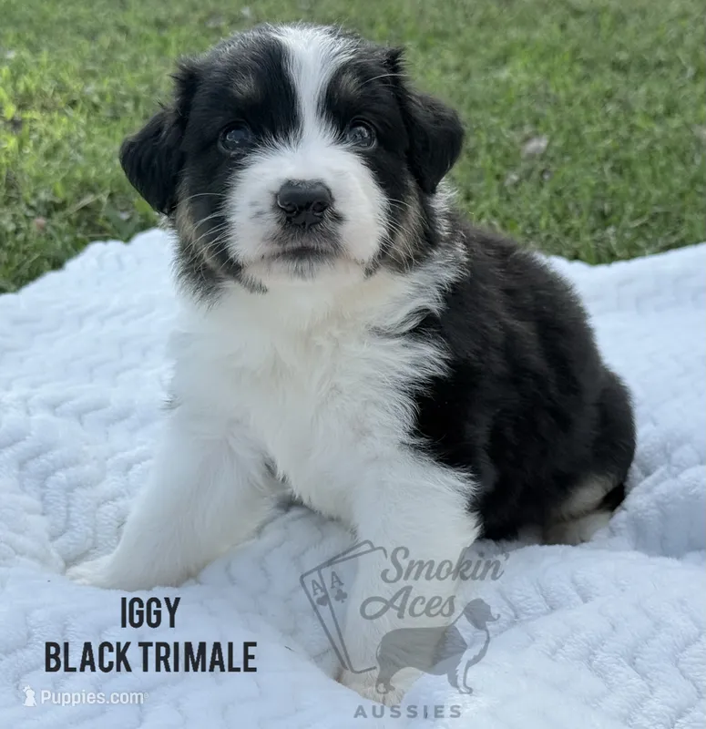 Iggy – Australian Shepherd puppy for sale in Climax, NC
