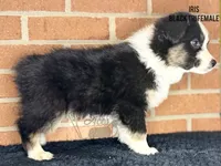 Iris, a female Australian Shepherd for sale in Climax, NC – 5 of 9