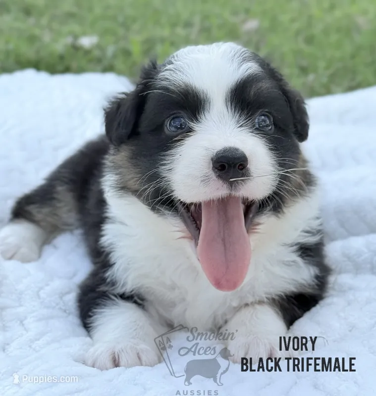 Ivory – Australian Shepherd puppy for sale in Climax, NC