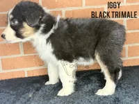 Iggy, a male Australian Shepherd for sale in Climax, NC – 6 of 10