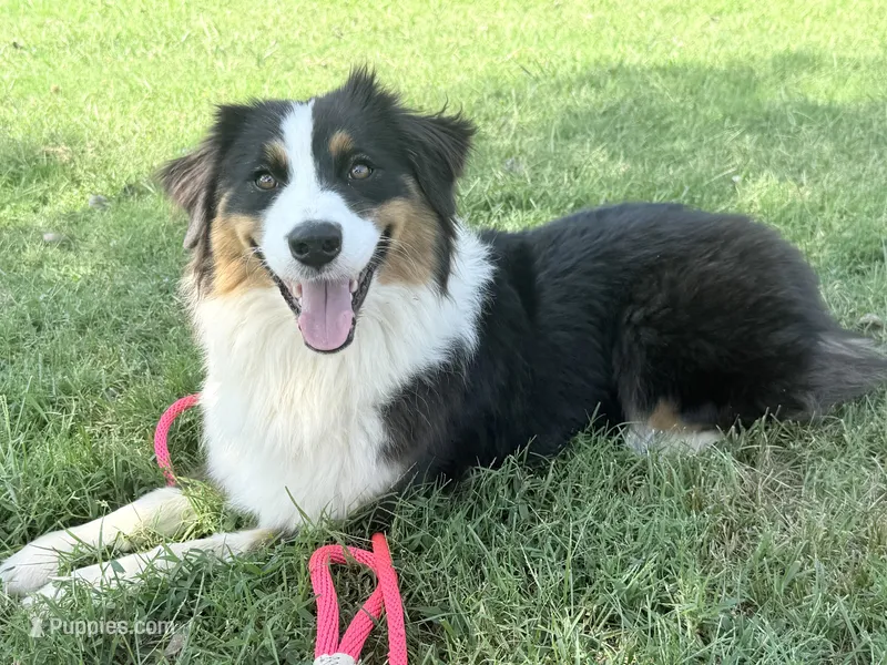 Jinora  – Australian Shepherd puppy for sale in Climax, NC