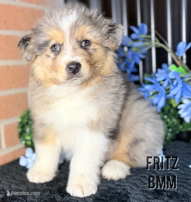 AKC- FRITZ