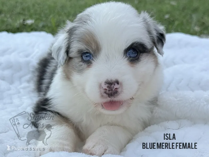 Isla – Australian Shepherd puppy for sale in Climax, NC