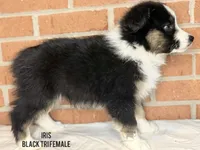 Iris, a female Australian Shepherd for sale in Climax, NC – 2 of 9