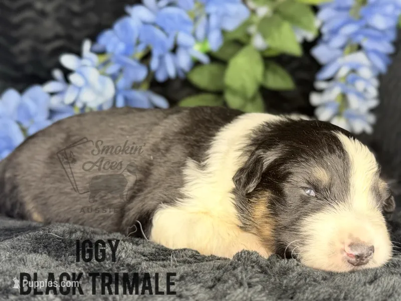 Iggy – Australian Shepherd puppy for sale in Climax, NC