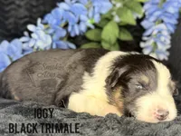 Iggy, a male Australian Shepherd for sale in Climax, NC – 1 of 2