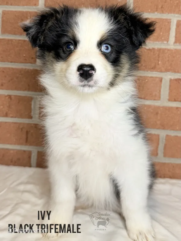 Ivy – Australian Shepherd puppy for sale in Climax, NC