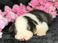 Ivy, a female Australian Shepherd for sale in Climax, NC – 2 of 2