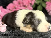 Ivory, a female Australian Shepherd for sale in Climax, NC – 3 of 3