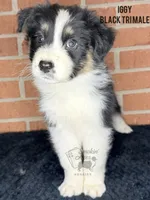Iggy, a male Australian Shepherd for sale in Climax, NC – 9 of 10