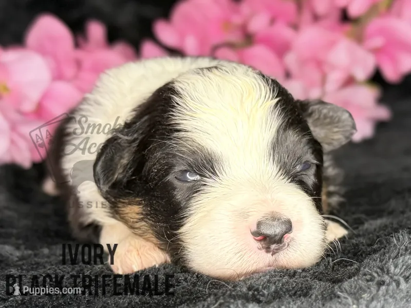 Ivory – Australian Shepherd puppy for sale in Climax, NC