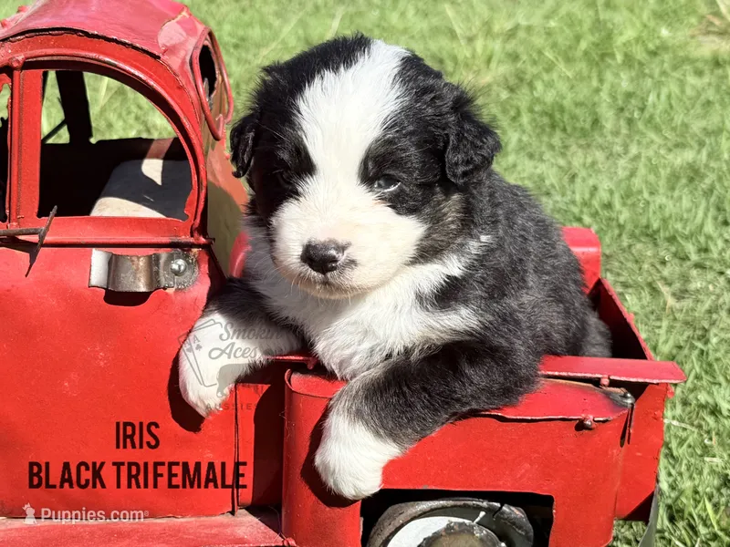 Iris – Australian Shepherd puppy for sale in Climax, NC