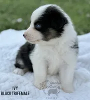 Ivy, a female Australian Shepherd for sale in Climax, NC – 9 of 10