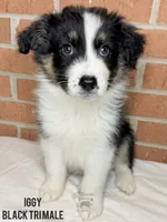 Iggy, a male Australian Shepherd for sale in Climax, NC – 1 of 10