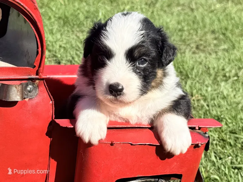 Ivory – Australian Shepherd puppy for sale in Climax, NC