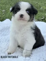 Ivy, a female Australian Shepherd for sale in Climax, NC – 10 of 10
