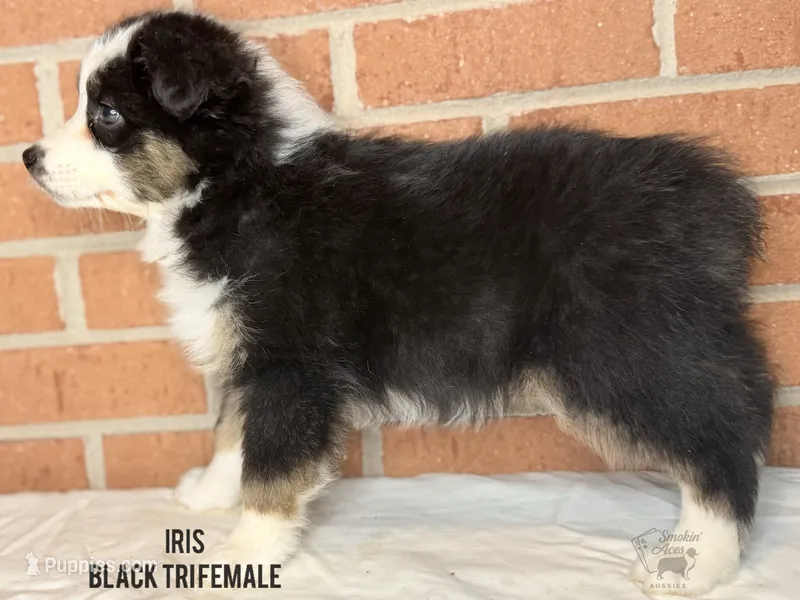 Iris – Australian Shepherd puppy for sale in Climax, NC