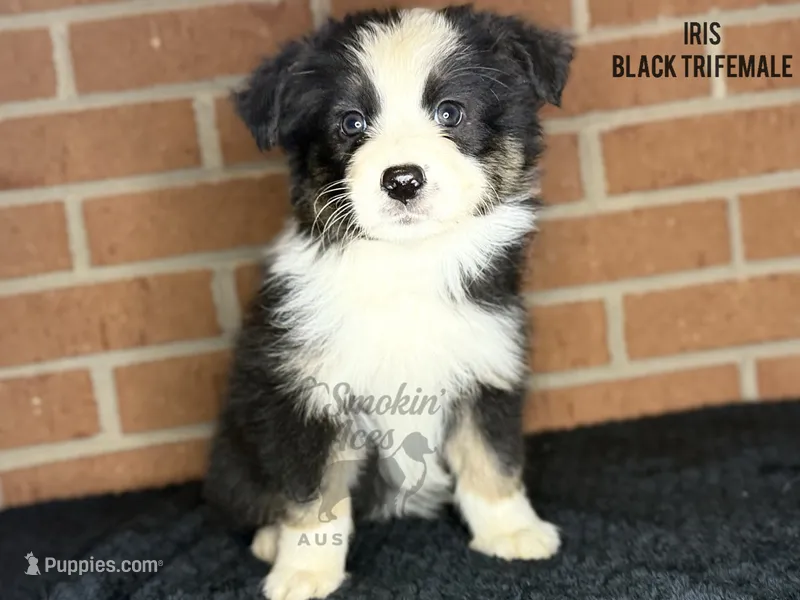 Iris – Australian Shepherd puppy for sale in Climax, NC