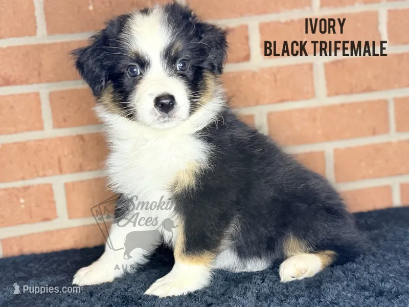 Ivory – Australian Shepherd puppy for sale in Climax, NC